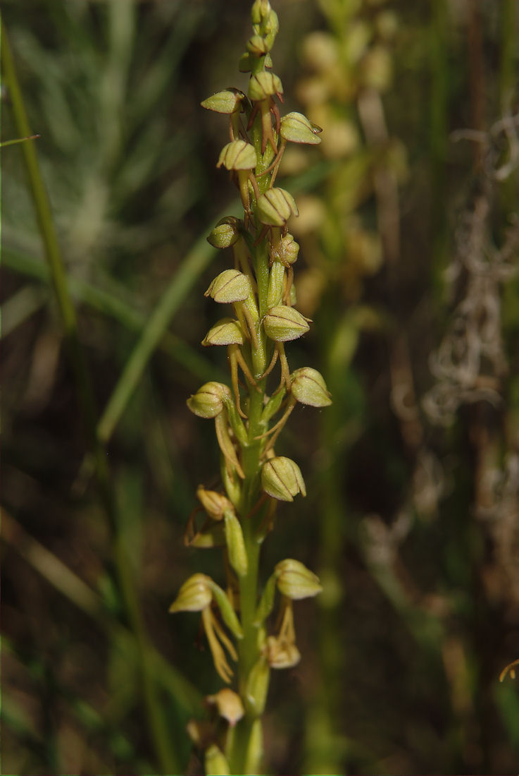 Orchidee nel pisano